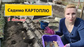 Посадка картоплі в теплиці, схема, підкормка