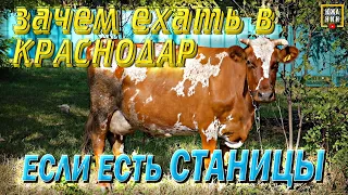 ЖИЗНЬ В СТАНИЦЕ. ЗА И ПРОТИВ. Переезд на юг: Мышастовка или Медведовка?🤨