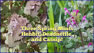 Three Wild Mints - Purple Dead-Nettle, Henbit, and Catnip