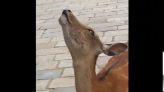 Screaming Deer Ear Rape!!!