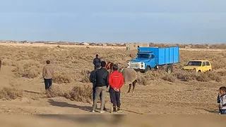 Коракалпогистон Беруни Махтмкули к,урли той