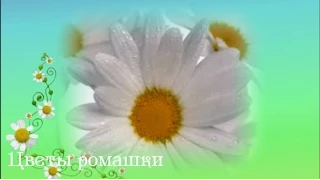 Цветы ромашки красивые