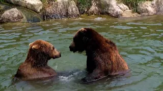 BEAR BATTLE! - Wild Life Video -