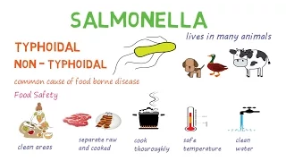 Salmonella - a quick introduction and overview