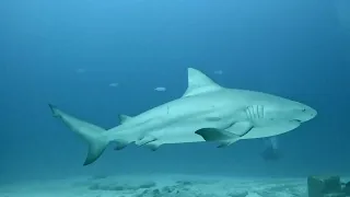 Bull shark diving in Playa del Carmen ( without a cage- we don’t need it! )