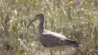 Вальдшнеп на болоте