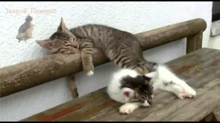 Funny Kittens Sleeping in Weird Positions! Compilation 2015!  Котята Милашки Забавно Спят!