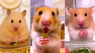 Funny and Cute Hamster Videos Compilation - Funniest Hamsters Of All Time 2022 - #31