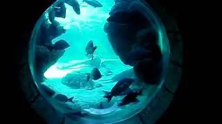 Atlantis underwater tunnel in Nassau, Bahamas