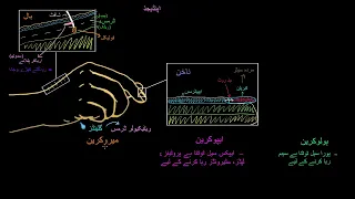 What's in sweat Holocrine, Apocrine, Merocrine Glands |  NCLEX RN |  Khan Academy Urdu