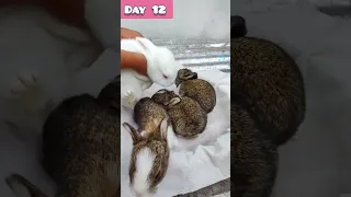 Baby Rabbit growing Up Day by Day