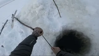 (18)Проверка перемётов на Енисее. Улов налима на нарезку.