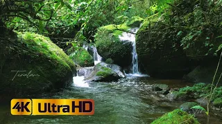 Relaxing Nature, Pleasant Birds Chirping - Babbling Brook in the Forest- Reduces Stress and Anxiety