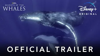 Secrets of the Whales | Official Trailer | Disney+