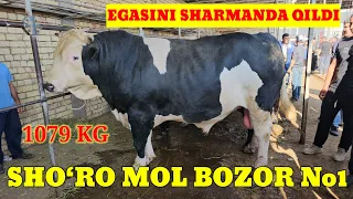 SHO‘RO MOL BOZOR 1079 KG 44.000 SO‘MDAN ISHKAL BARAKA URUSH TALASHIB KETTI EGASI 1MLN ARZONIGA YEDI.