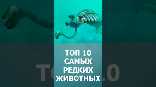 ТОП 10 самых редких животных в мире - Комарик #shorts #short #шорт #шортс