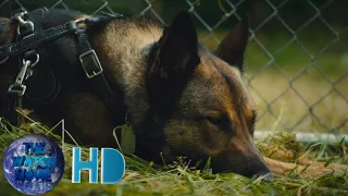 Max 2|Max Dog Save TJ Scene|Movie clip HD|Watch Movie HD