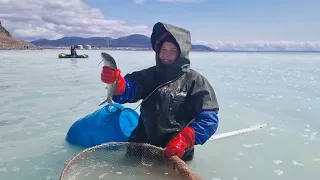 НЕРЕСТ СЕЛЕДКИ-НА САХАЛИНЕ-  ШОК ЖЕНА  ТАКОГО  ЕЩЁ НЕ ВИДЕЛА .HERRING SPONGE