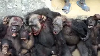 Chimpanzee family killed