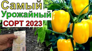 ЭТО ЛУЧШИЙ СОРТ СЛАДКОГО ПЕРЕЦА. Заслуживший титул самого холодоустойчивого сорта перца. Урожай 100%