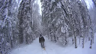 🏕 Проверка капканов на куницу.