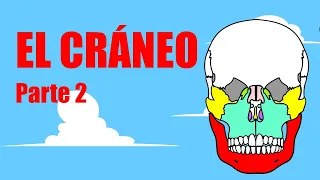 🔴💀HUESOS DE LA CABEZA💀HUESOS DE LA CARA💀