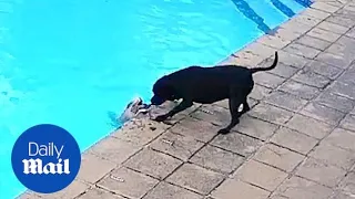 Incredible moment hero dog saves best friend from drowning in swimming pool