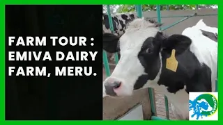 Dairy farming in Kenya: Emiva Dairy Farm