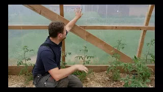 Successful Greenhouse Growing: No Condensation, Watering & Pruning Technique