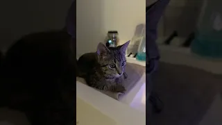 FUNNYCAT MEMES COMPILATION OF 2023 PART 13