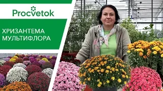 Как сохранить и приумножить ХРИЗАНТЕМУ МУЛЬТИФЛОРА без проблем?