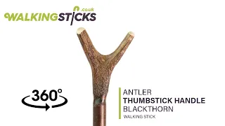 Antler Thumbstick Handle Blackthorn Walking Stick