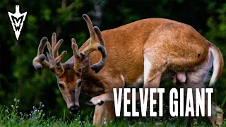 Setting Sights On A Velvet Giant | Midwest Whitetail