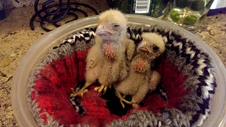 Baby Hawks