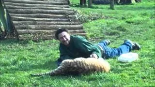 Hand Raised Tiger Cubs