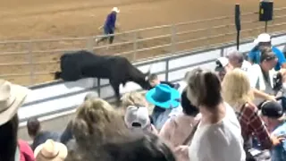 Rodeo bull escapes its holding pen and runs into crowd in Florida