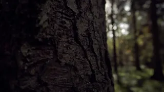 Cinematic Trees Forest Nature [No Copyright video]