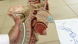 Anatomy of the Nasal Cavity (Subtitled)