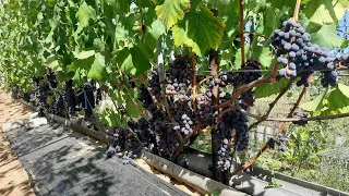 Один из самых лучших  универсальных сортов винограда на нашем участке! Беларусь.