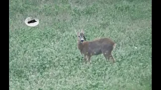 Roebuck hunting in mai - looking for a special trophy