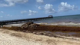 Punta Cana - Achtung vor Reise in die Dom Rep! Die Küste ist komplett mit Algen überlagert