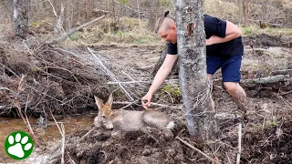 Heartstopping Rescue Of A Desperate Deer Caught In Wires