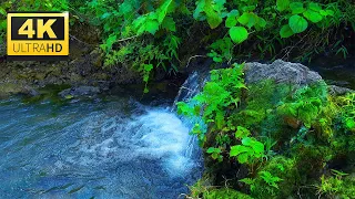 Relaxing Music & Nature Sounds for Stress Relief, Positive Energy, Deep Sleep, and Anxiety Relief