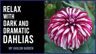 Relax with Dark and Dramatic Dahlias | My Avalon Garden