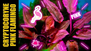 A PINK AQUARIUM PLANT | CRYPTOCORYNE FLAMINGO |  ENGLISH VERSION | AQUA WAI