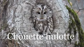 Chouette hulotte - chant et cri