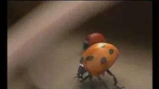 Ladybirds in Action, part 2 - Peugeot 207 Commercial