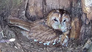 Tawny Owls Overcome Tragic Losses to Lay New Eggs at Ash Wood | Bonnie & Ozzy | Robert E Fuller