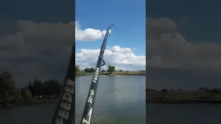 BOGROV LAKE CARP : DOUBLE RUN. Шарани на Богров. 4 часа. 15 шарана, 2 амура и 2 есетри