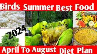 Summer Best food for budgies , lovebirds| Mohan parrot information